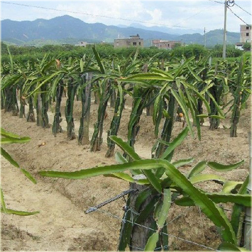 Pitaja smoczy owoc jadalny,  truskawkowa gruszka