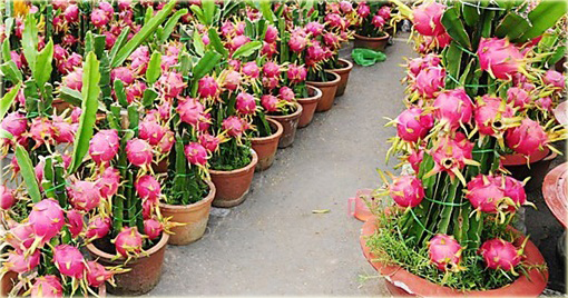 Pitaja smoczy owoc jadalny,  truskawkowa gruszka