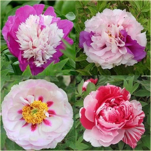 Piwonia chińska mix, peonia
