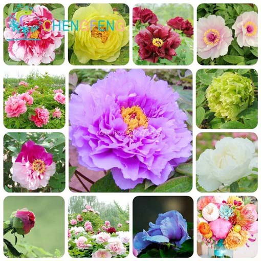 Piwonia chińska mix, peonia