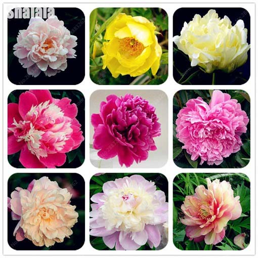 Piwonia chińska mix, peonia