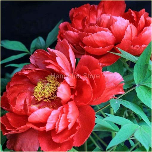 Piwonia chińska mix, peonia