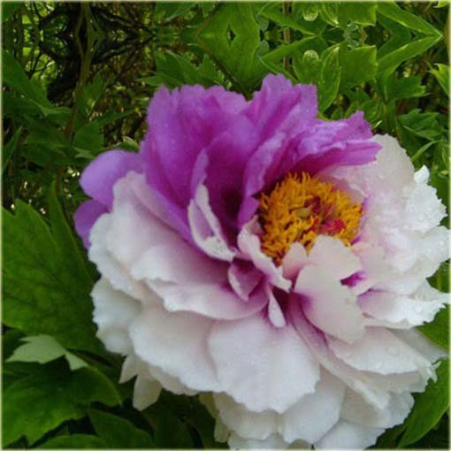 Piwonia chińska mix, peonia