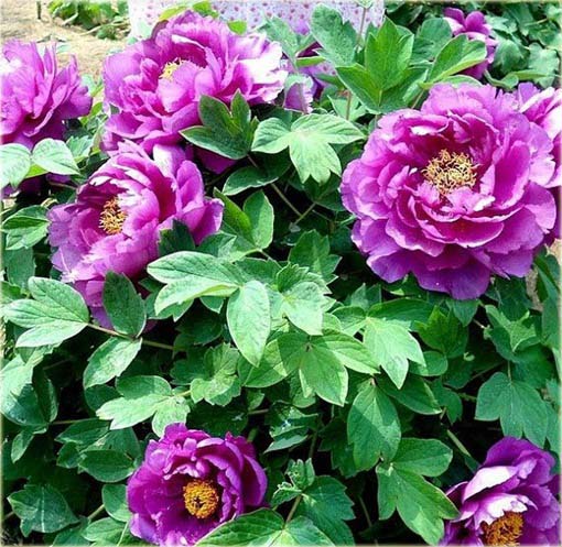 Piwonia chińska mix, peonia