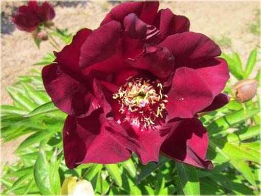 Piwonia chińska mix, peonia