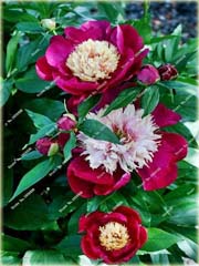 Piwonia chińska mix, peonia
