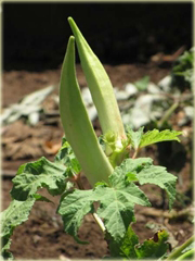 Piżmian jadalny, okra jadalna, gombo, bhindi, ladys fingers
