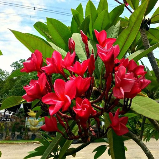 Nasiona Plumeria czerwona, Plumeria Tourn red