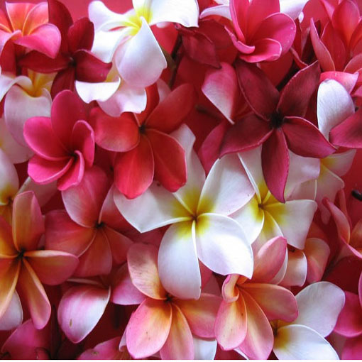 Nasiona Plumeria czerwona, Plumeria Tourn red