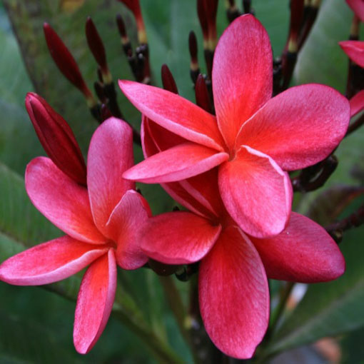 Nasiona Plumeria czerwona, Plumeria Tourn red