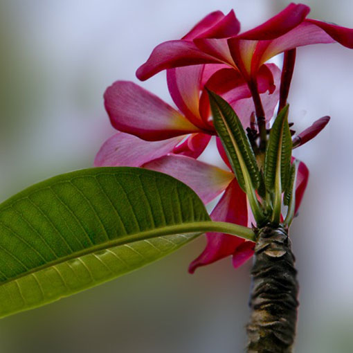 Nasiona Plumeria czerwona, Plumeria Tourn red