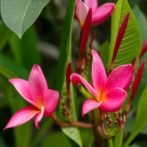 Nasiona Plumeria czerwona, Plumeria Tourn red