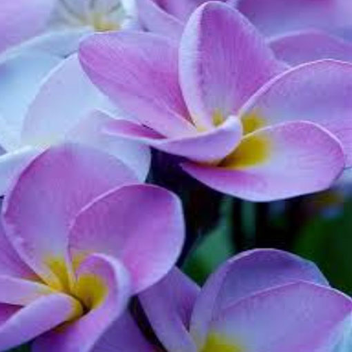 Plumeria fioletowa, Plumeria Tourn violet