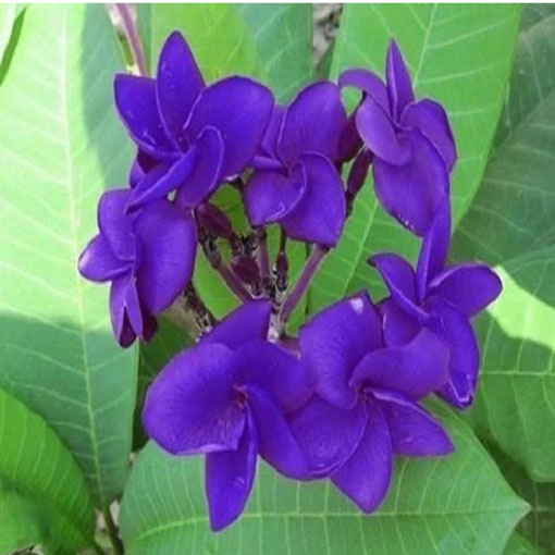 Plumeria fioletowa, Plumeria Tourn violet