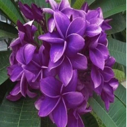 Plumeria fioletowa, Plumeria Tourn violet