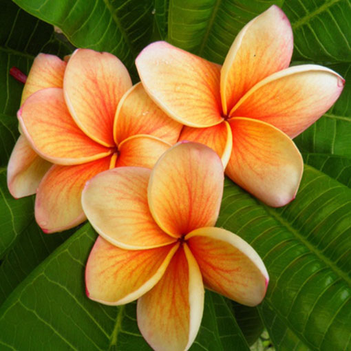 Plumeria pomarańcz, Plumeria Tourn orange