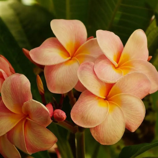 Plumeria pomarańcz, Plumeria Tourn orange