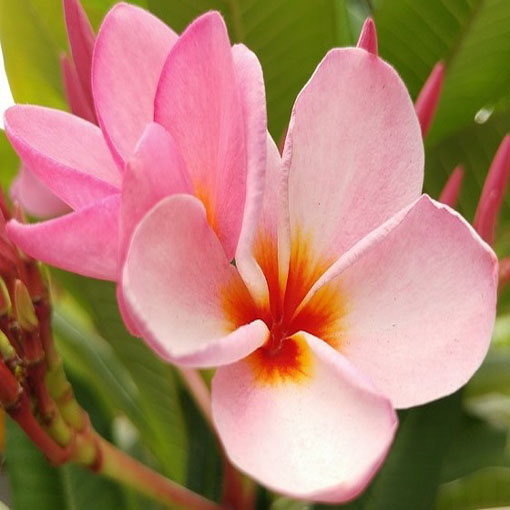 Plumeria różowa, Plumeria Tourn pink