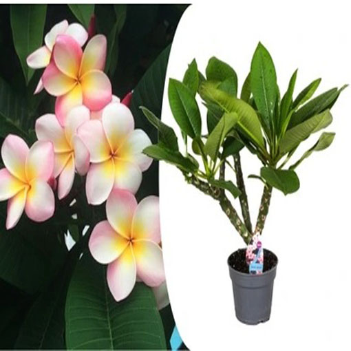 Plumeria różowa, Plumeria Tourn pink