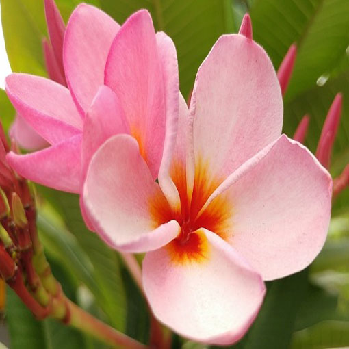 Plumeria różowa, Plumeria Tourn pink