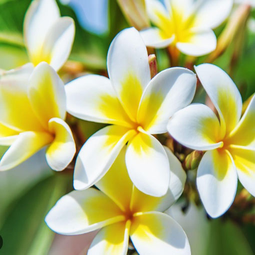 Plumeria żółta, Plumeria Tourn