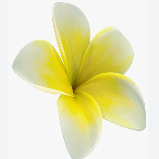 Plumeria żółta, Plumeria Tourn