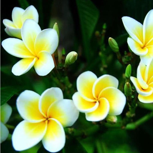 Plumeria żółta, Plumeria Tourn