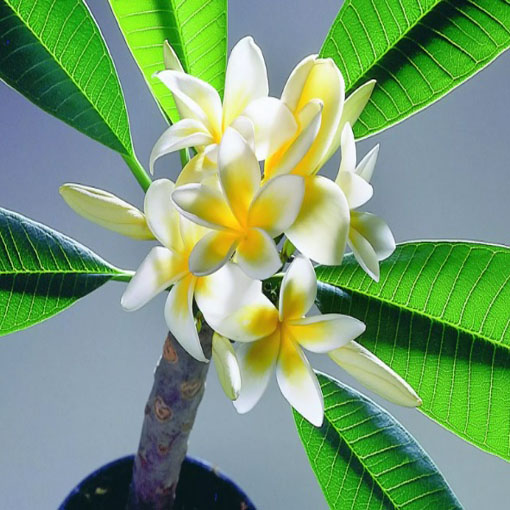 Plumeria żółta, Plumeria Tourn
