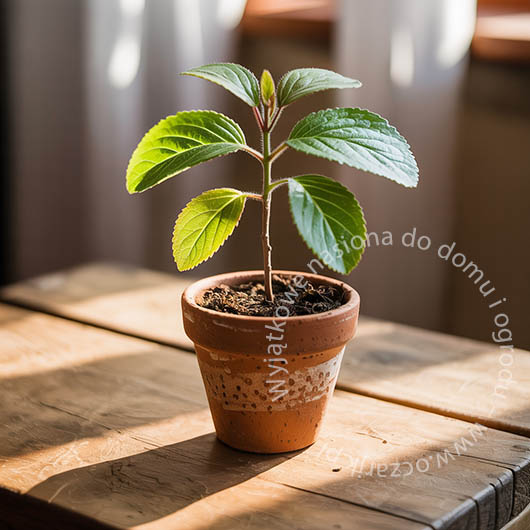 Śliwa węgierka Prunus domestica