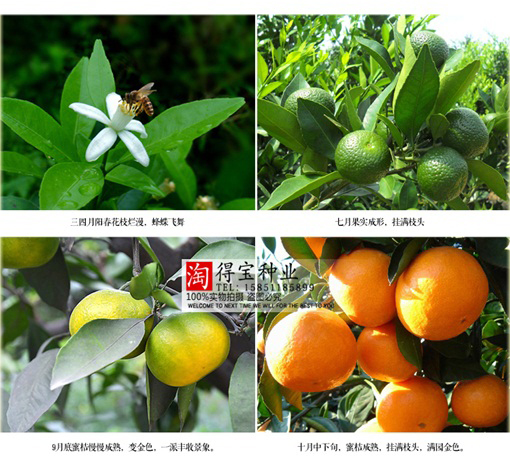 Pomarańcza chińska słodka, cytrus Citrus sinensis