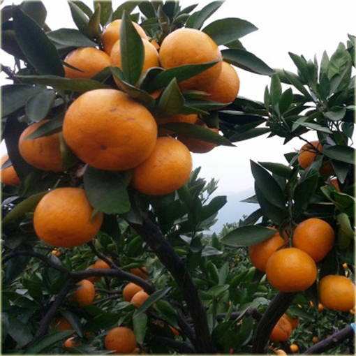Pomarańcza chińska słodka, cytrus Citrus sinensis