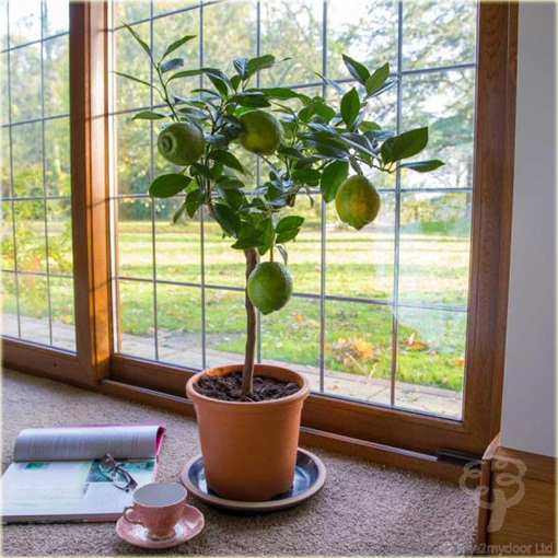 Pomarańcza czerwona