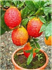 Pomarańcza czerwona