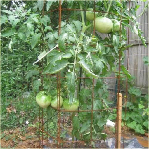 Pomidor biały Beefsteak