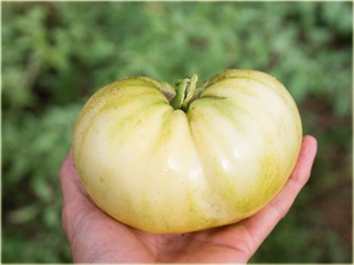 Pomidor biały Beefsteak