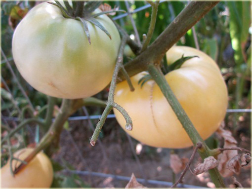 Pomidor biały Beefsteak