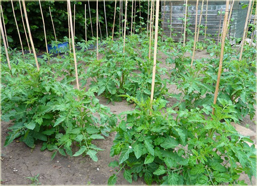 Pomidor biały San Marzano