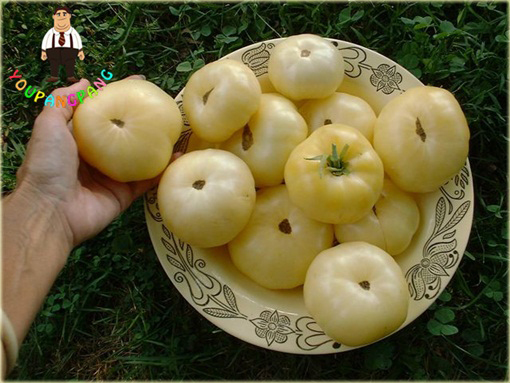 Pomidor biały San Marzano