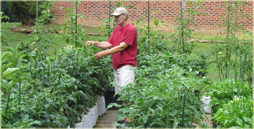 Pomidor biały San Marzano