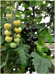 Pomidor biały Cherry koktajlowy balkonowy