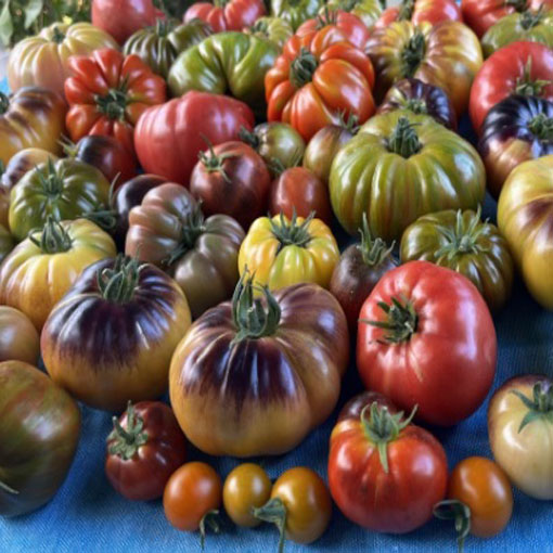 Pomidor Black Krim czarny, Tomato Black Krim, Solanum lycopersicum, Lycopersicon