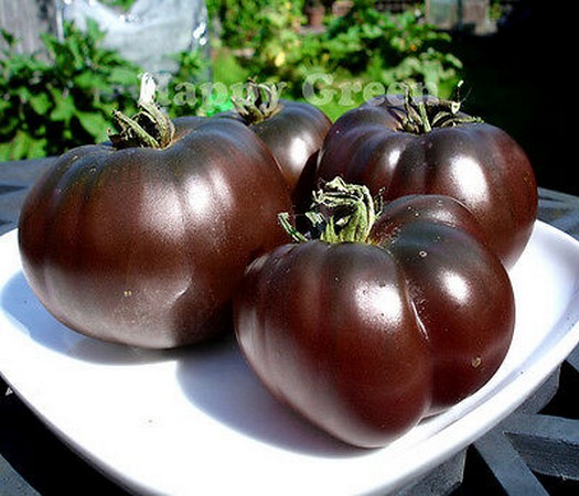 Pomidor Czarny Książę, Tomato Black Prince