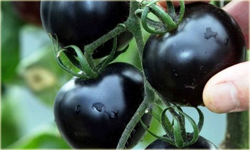 Pomidor czarny gronowy koktajlowy