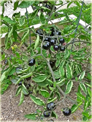 Pomidor czarny gronowy koktajlowy