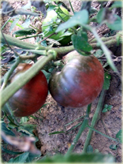 Pomidor Czarny Książę