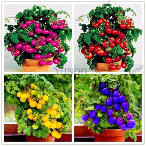 Pomidor doniczkowy mini fioletowy