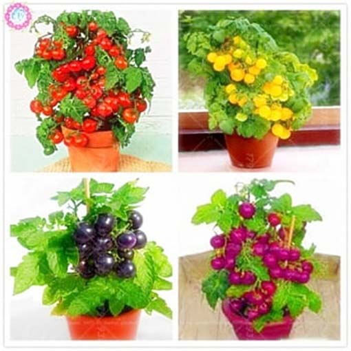 Pomidor doniczkowy mini fioletowy