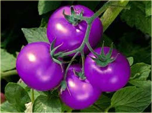 Pomidor doniczkowy mini fioletowy