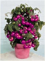 Pomidor doniczkowy mini fioletowy