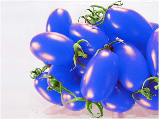 Pomidor doniczkowy mini niebieski